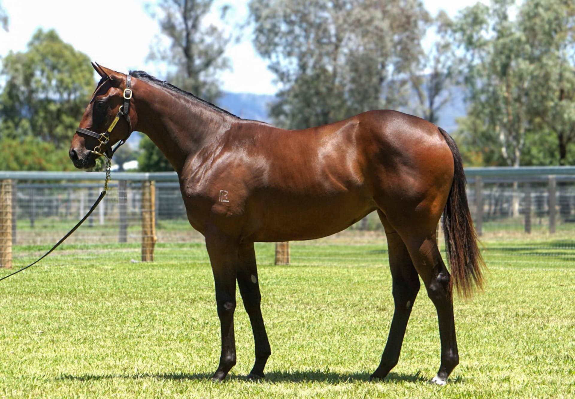 Mumford/Cool Aza Beel '24