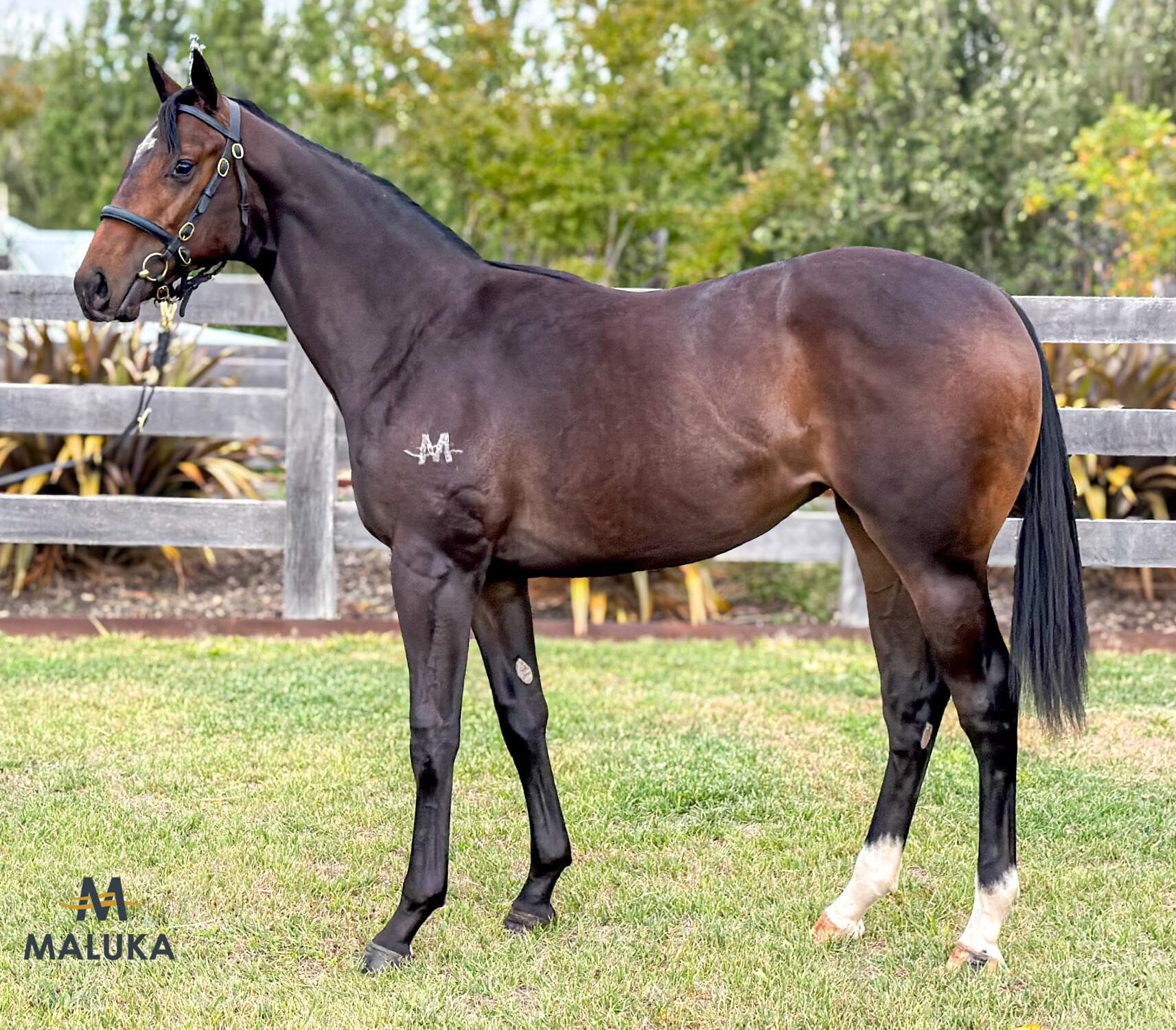 Stellar Intrduer/Pierata '24