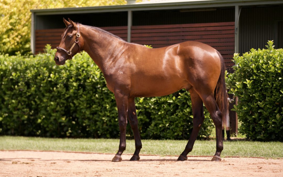 Shamus Award X Mirjulisa Lass